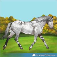 Horse Color:Gray Brown Tobiano Near Leopard Rabicano 