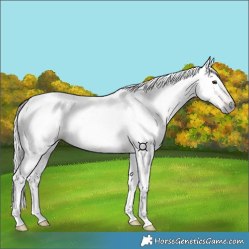 Horse Color:Gray Red Dun Tobiano 