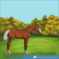 Horse Color:Silver Bay 