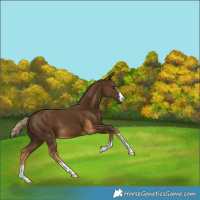 Horse Color:Chocolate Palomino 