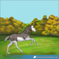 Horse Color:Silver Black Splash Rabicano 
