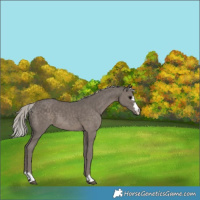 Horse Color:Silver Black 