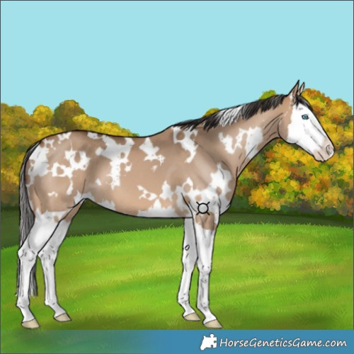 Horse Color:White Spotted Bay Dun Splash 