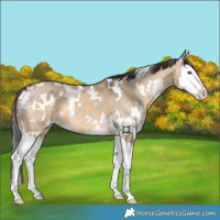 Horse Color:White Spotted Bay Dun Splash