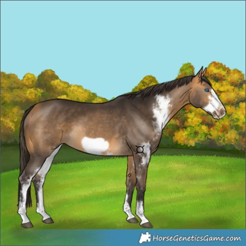 Horse Color:Buckskin Sabino Frame 