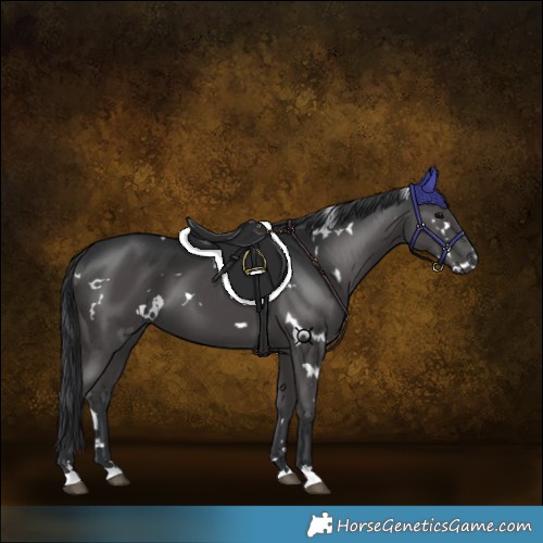 Horse Color:White Spotted Black 
