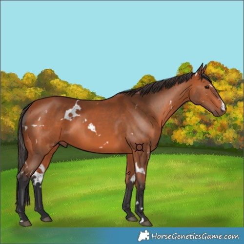 Horse Color:White Spotted Bay 