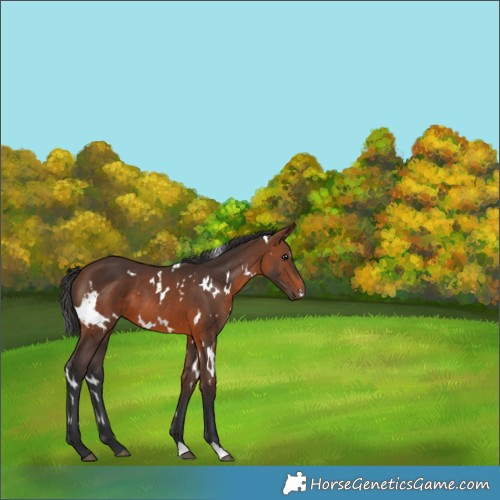 Horse Color:White Spotted Brown 