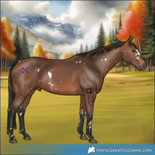 Horse Color:White Spotted Bay 