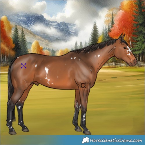 Horse Color:White Spotted Bay 