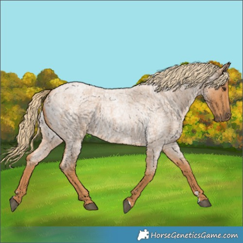 Horse Color:Red Roan 
