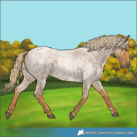 Horse Color:Red Roan 