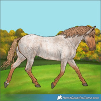 Horse Color:Red Roan 