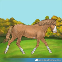Horse Color:Chestnut 