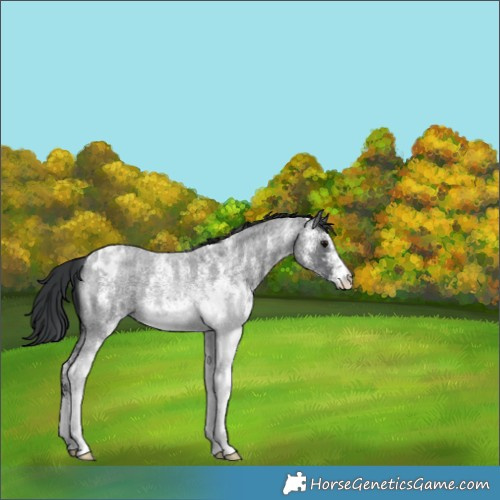 Horse Color:White Spotted Blue Roan Appaloosa 