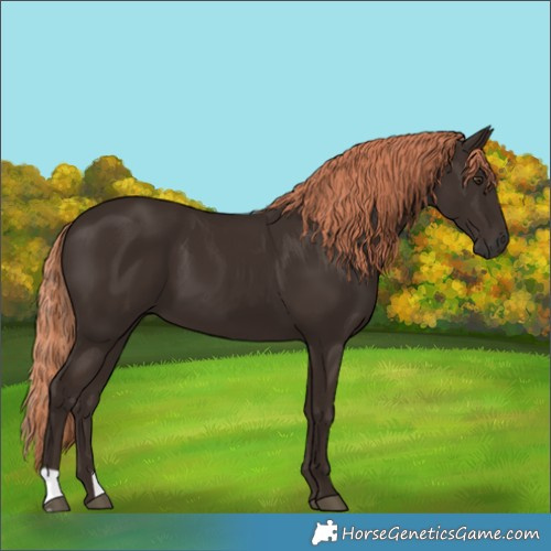 Horse Color:Liver Chestnut 