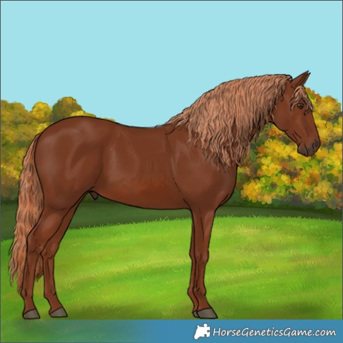 Horse Color:Chestnut 