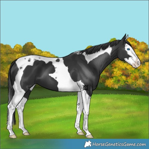 Horse Color:Black Splash Tobiano