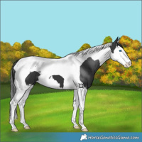Horse Color:Black Splash Tobiano 