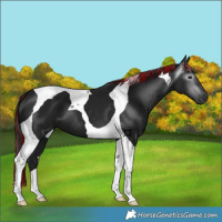 Horse Color:Gray Painted Black Tobiano