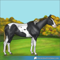 Horse Color:Painted Black Splash Tobiano 