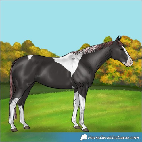 Horse Color:Painted Smoky Black Splash Tobiano 