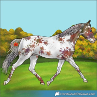 Horse Color:Nacre Chestnut Splash Tobiano
