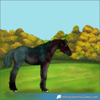 Horse Color:ERROR: UNKNOWN ANOMALY