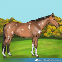 Horse Color:White Spotted Bay Tobiano 