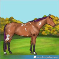 Horse Color:Painted White Spotted Bay