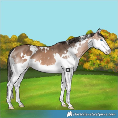 Horse Color:White Spotted Bay Splash Rabicano 