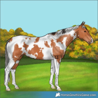 Horse Color:White Spotted Bay Tobiano