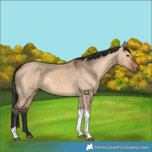 Horse Color:Bay Dun Tobiano