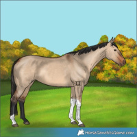 Horse Color:Bay Dun Tobiano