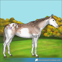 Horse Color:Bay Splash Appaloosa
