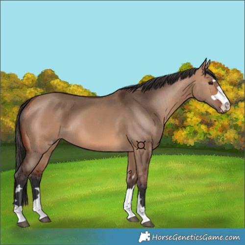Horse Color:Bay Dun 