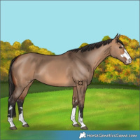 Horse Color:Bay Dun