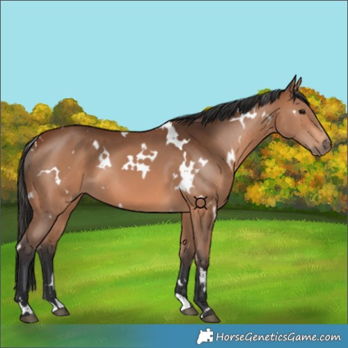 Horse Color:White Spotted Bay 