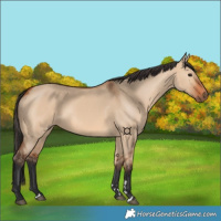 Horse Color:Bay Dun