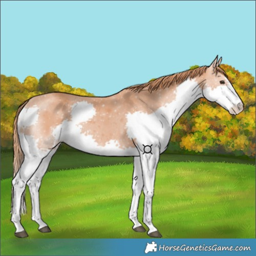 Horse Color:Chestnut Splash