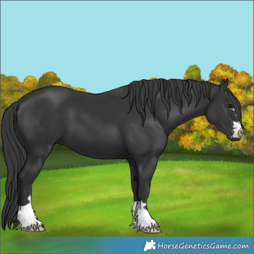 Horse Color:Unknown 