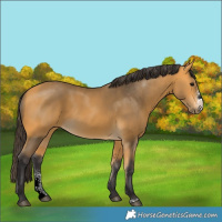 Horse Color:Buckskin Sabino