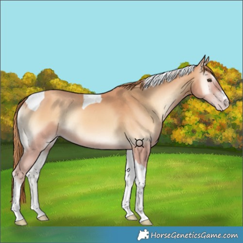 Horse Color:Gold Champagne Onyx Tobiano