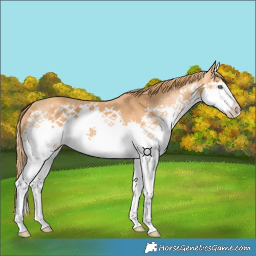 Horse Color:Chestnut Splash 