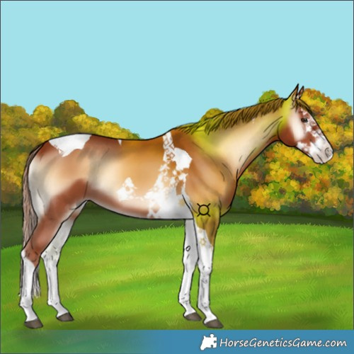 Horse Color:Red Onyx Splash Tobiano