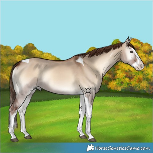 Horse Color:Red Dun Onyx Splash Tobiano 