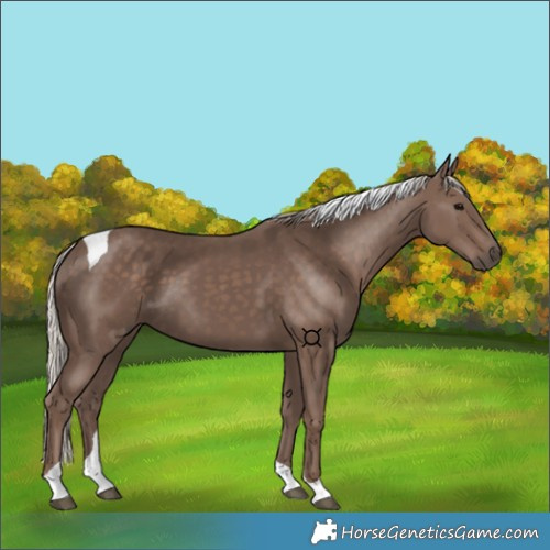Horse Color:Silver Black Tobiano 