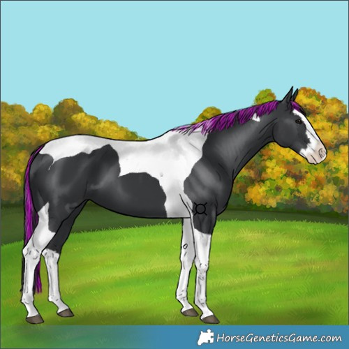 Horse Color:Painted Black Splash Tobiano 