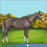 Horse Color:Silver Black 