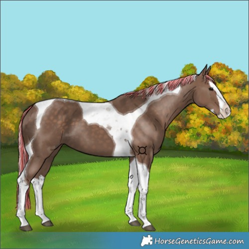 Horse Color:Painted Silver Black Splash Tobiano